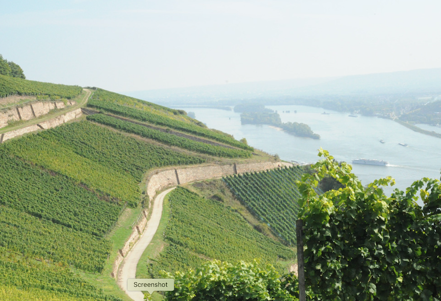 Rheingau wineregion